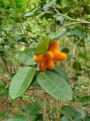 Meiogyne heteropetala
