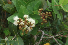 Angophora hispida