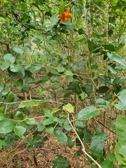 Meiogyne heteropetala