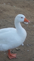 Anser anser domesticus