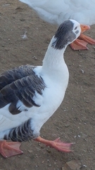 Anser anser domesticus