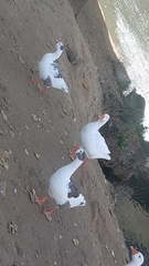 Anser anser domesticus