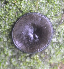Plectania rhytidia