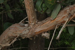 Angophora hispida