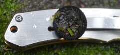 Plectania rhytidia