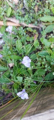 Mazus pumilio