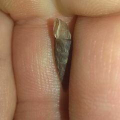 Laciniaria plicata