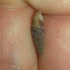 Laciniaria plicata