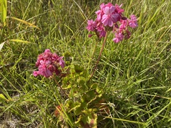 Pelargonium × hybridum