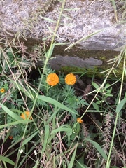 Calenduleae