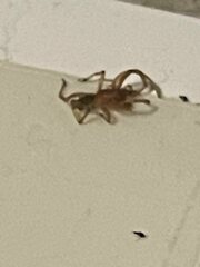 Dysdera crocata