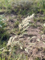 Rytidosperma setaceum