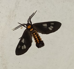 Eressa confinis
