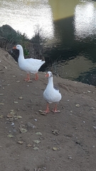 Anser anser domesticus