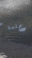 Anser anser domesticus