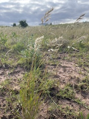 Rytidosperma setaceum