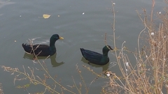 Anas platyrhynchos domesticus