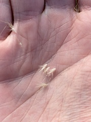 Rytidosperma setaceum