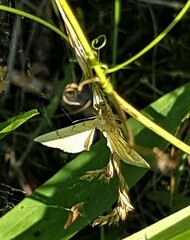 Gandaritis pyraliata