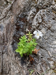 Epilobium wilsonii