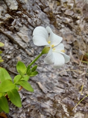 Epilobium wilsonii