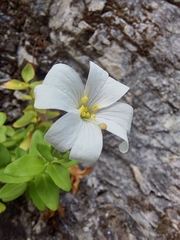 Epilobium wilsonii