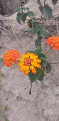 Lantana camara