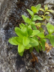 Epilobium wilsonii