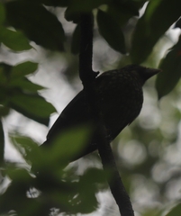 Ailuroedus maculosus