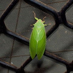 Cystosoma saundersii