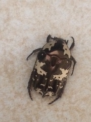 Protaetia aurichalcea