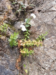 Epilobium wilsonii