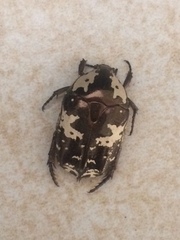 Protaetia aurichalcea