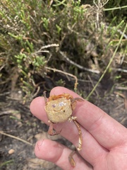 Decapoda
