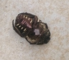 Protaetia aurichalcea