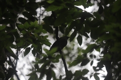 Ailuroedus maculosus