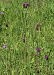 Cirsium pannonicum