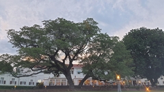 Brachystegia spiciformis