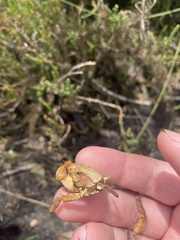 Decapoda