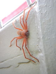 Neosparassus diana