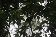 Ailuroedus maculosus