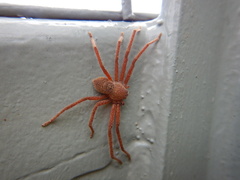 Neosparassus diana