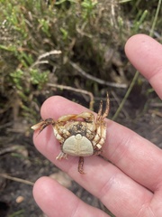 Decapoda