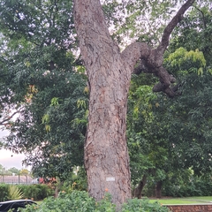 Brachystegia spiciformis