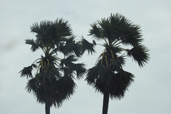 Borassus flabellifer