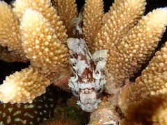 Scorpaenidae