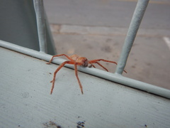 Neosparassus diana