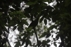 Ailuroedus maculosus