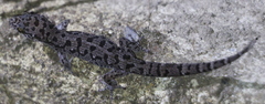 Dixonius siamensis