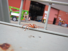 Neosparassus diana